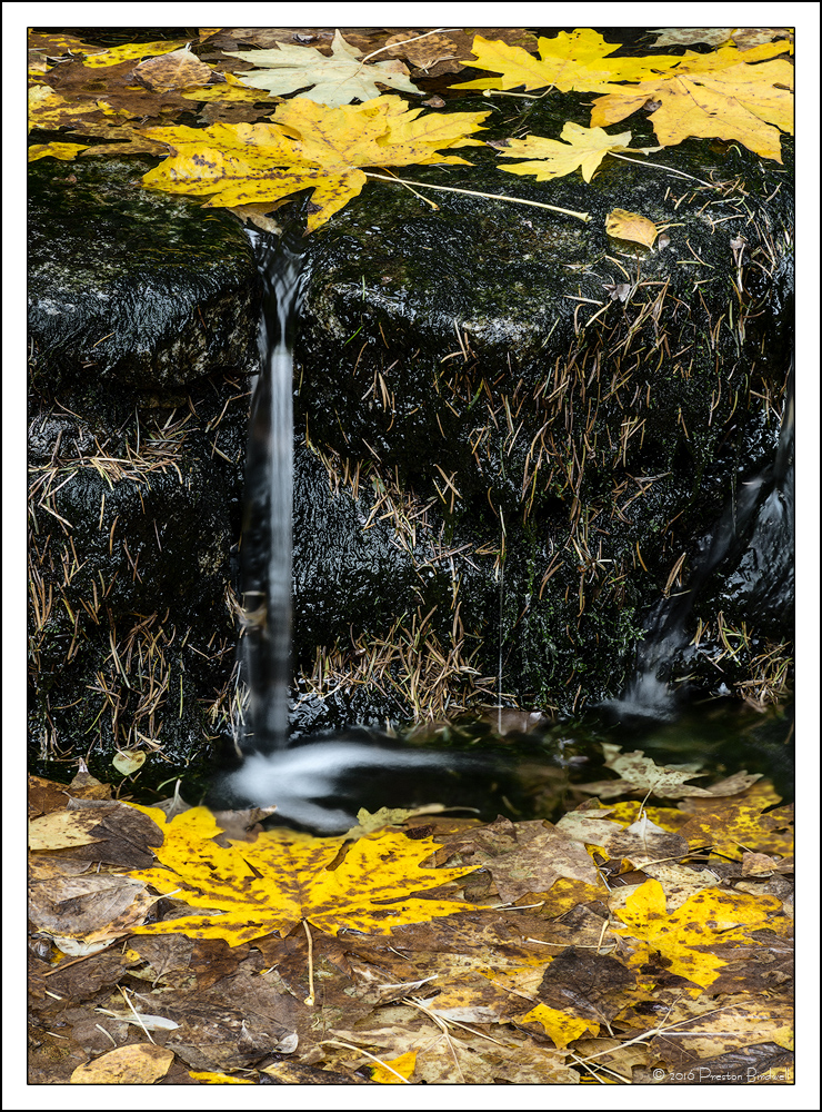 Fern Spring, Yosemite