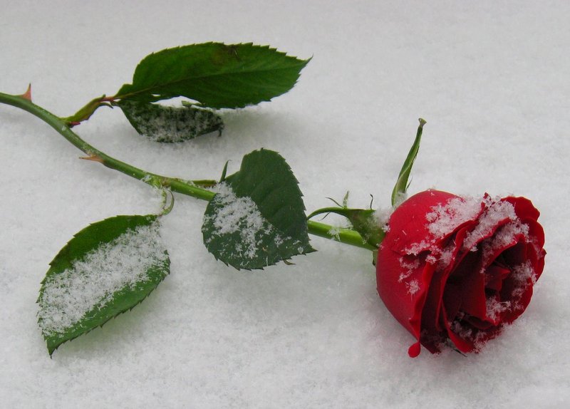 Richard's Rose