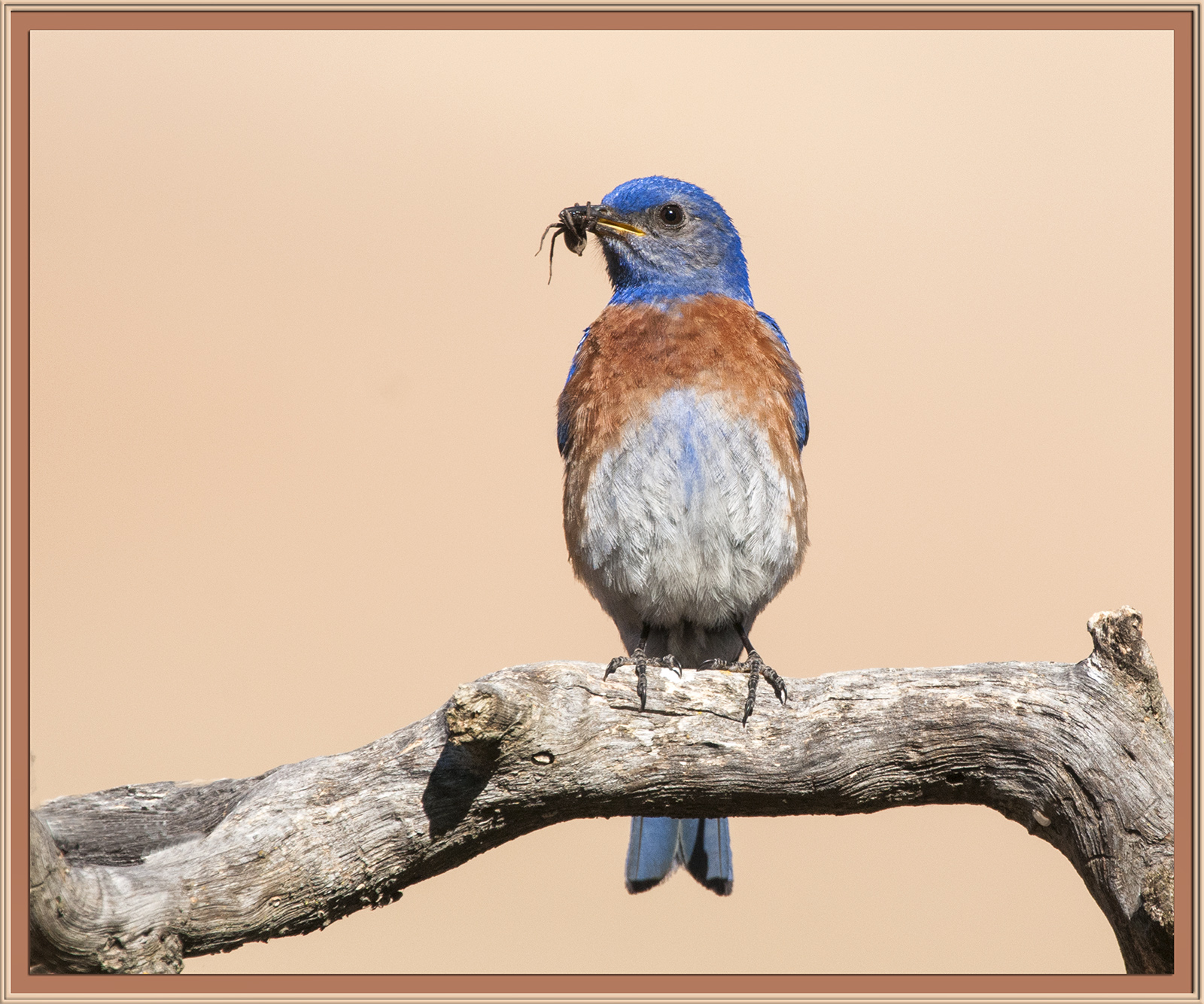 Western Blue Bird