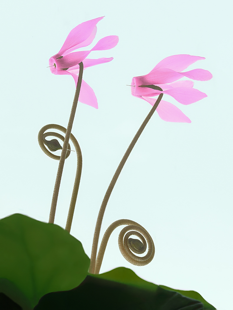 Cyclamens are back