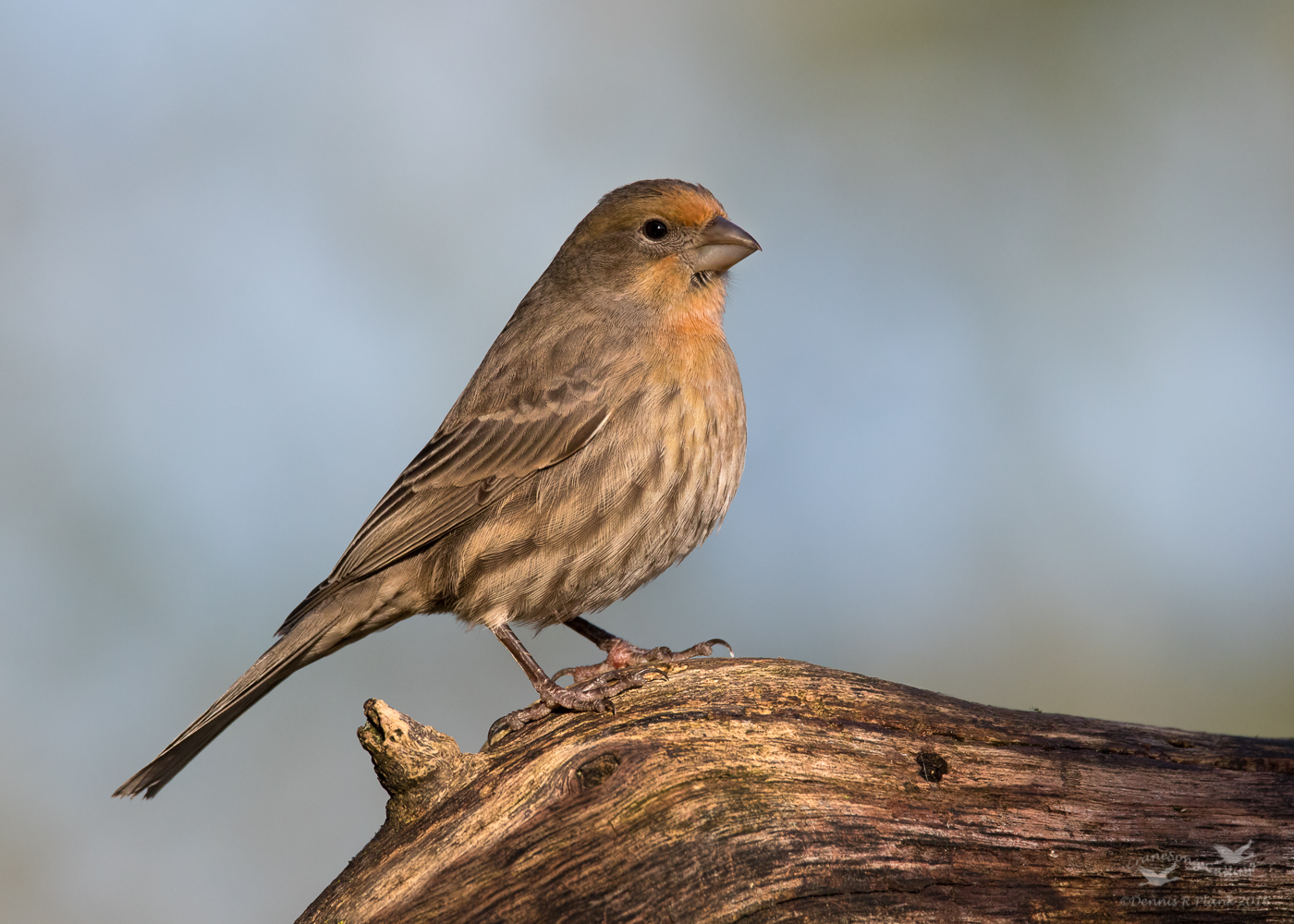 House Finch I