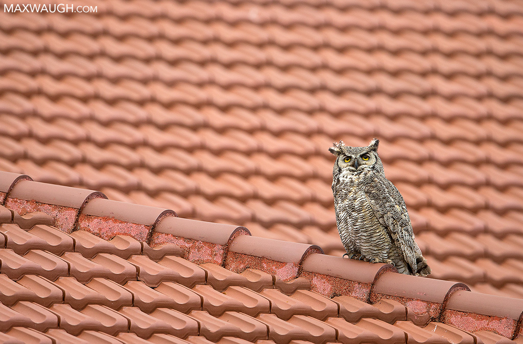 Owl on Roof