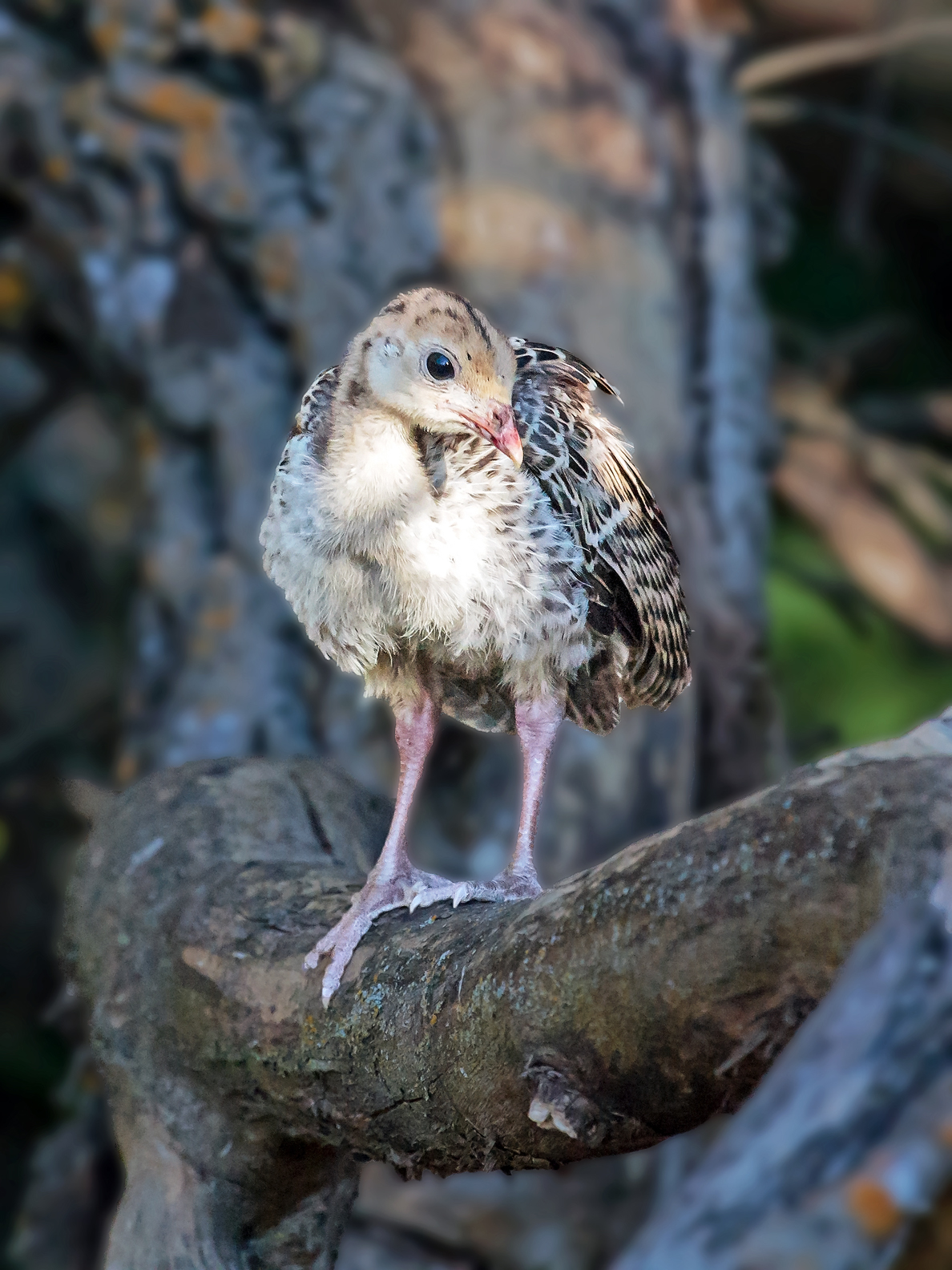 Poult