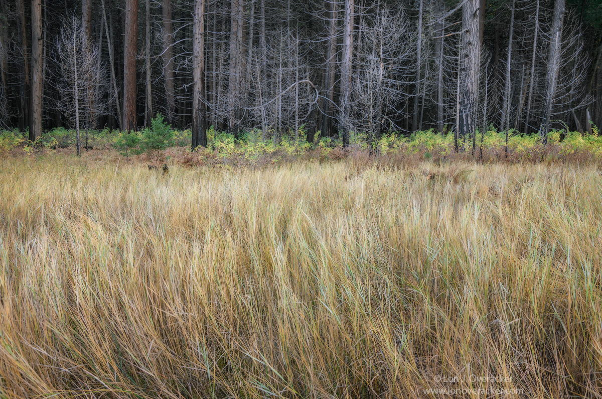 Meadow meets Forest +bw