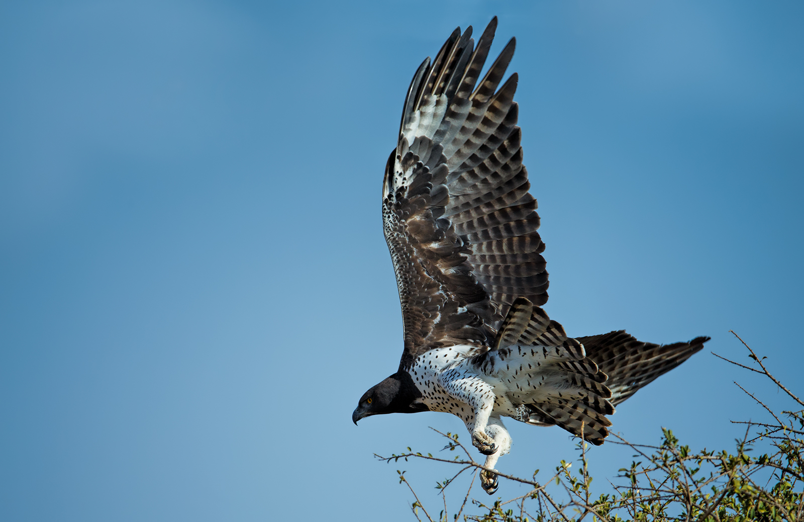 Martial Eagle