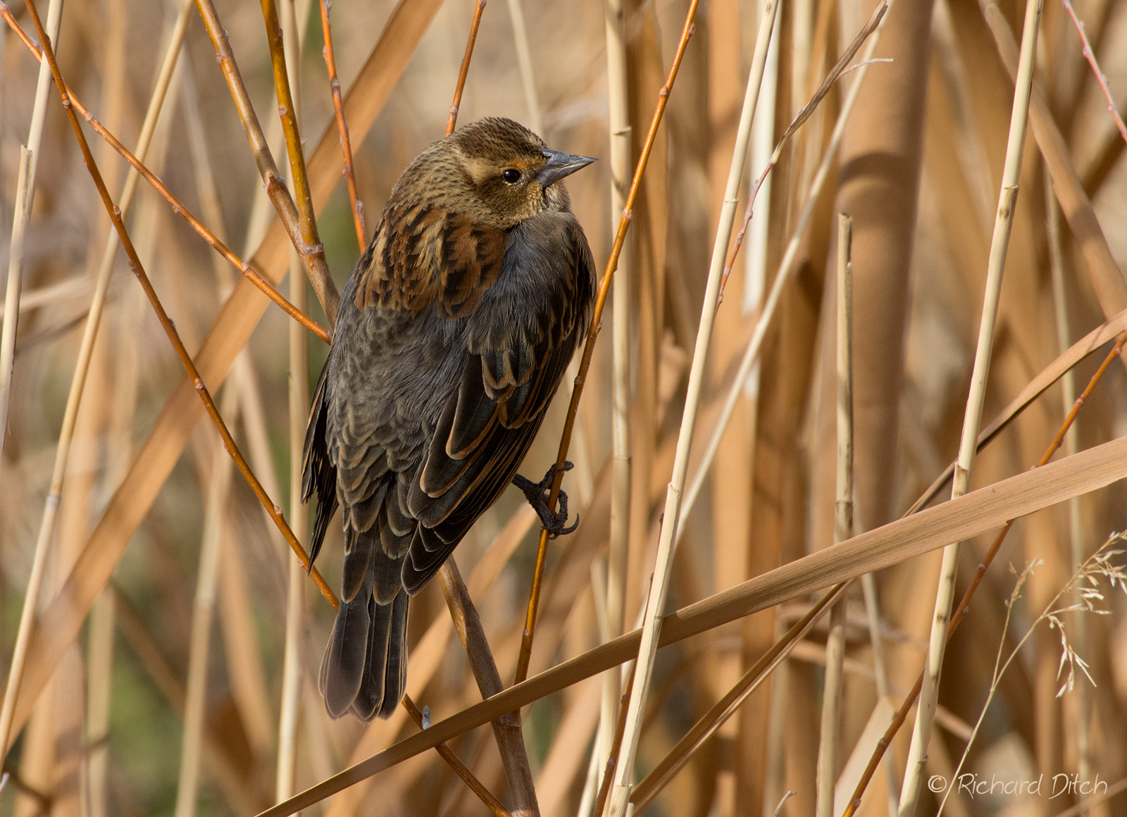 Red-winged Blackbird