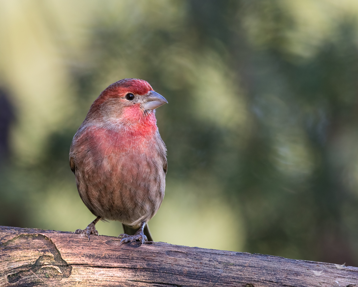 House Finch III