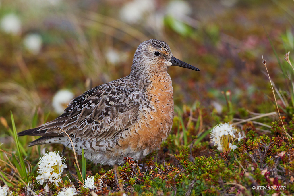 Red Knot, Arctic Tundra