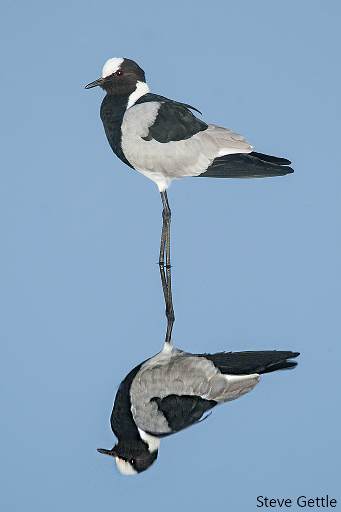 Blacksmith Plover
