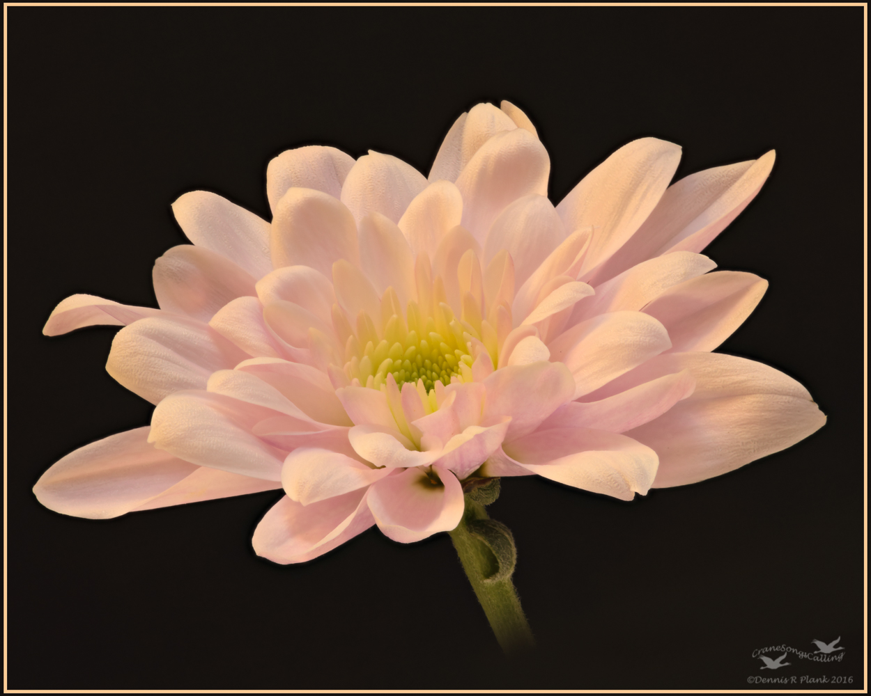 Crysanthemum II