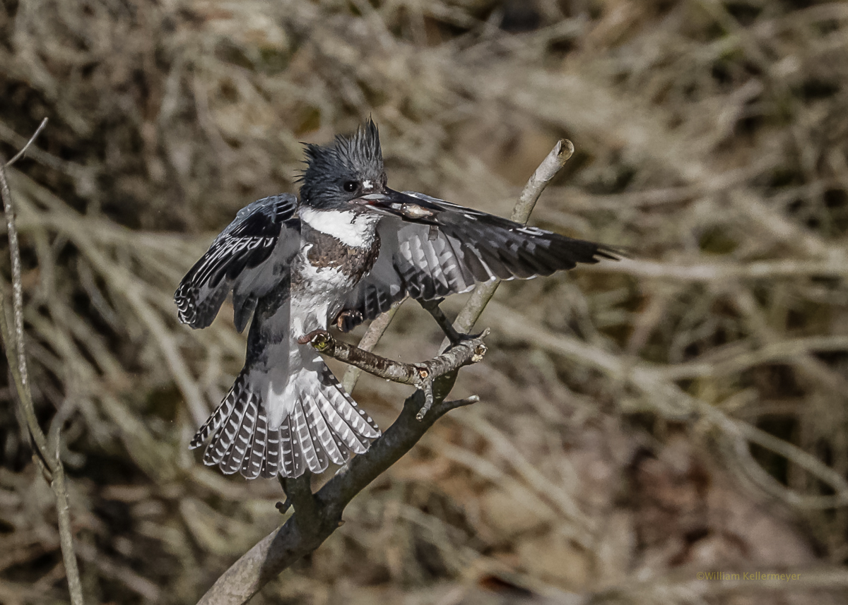 After the catch