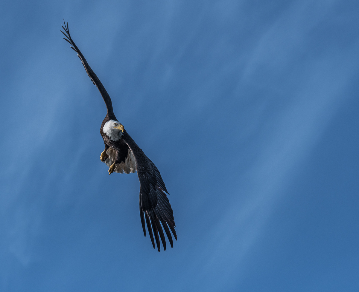 Banking Eagle