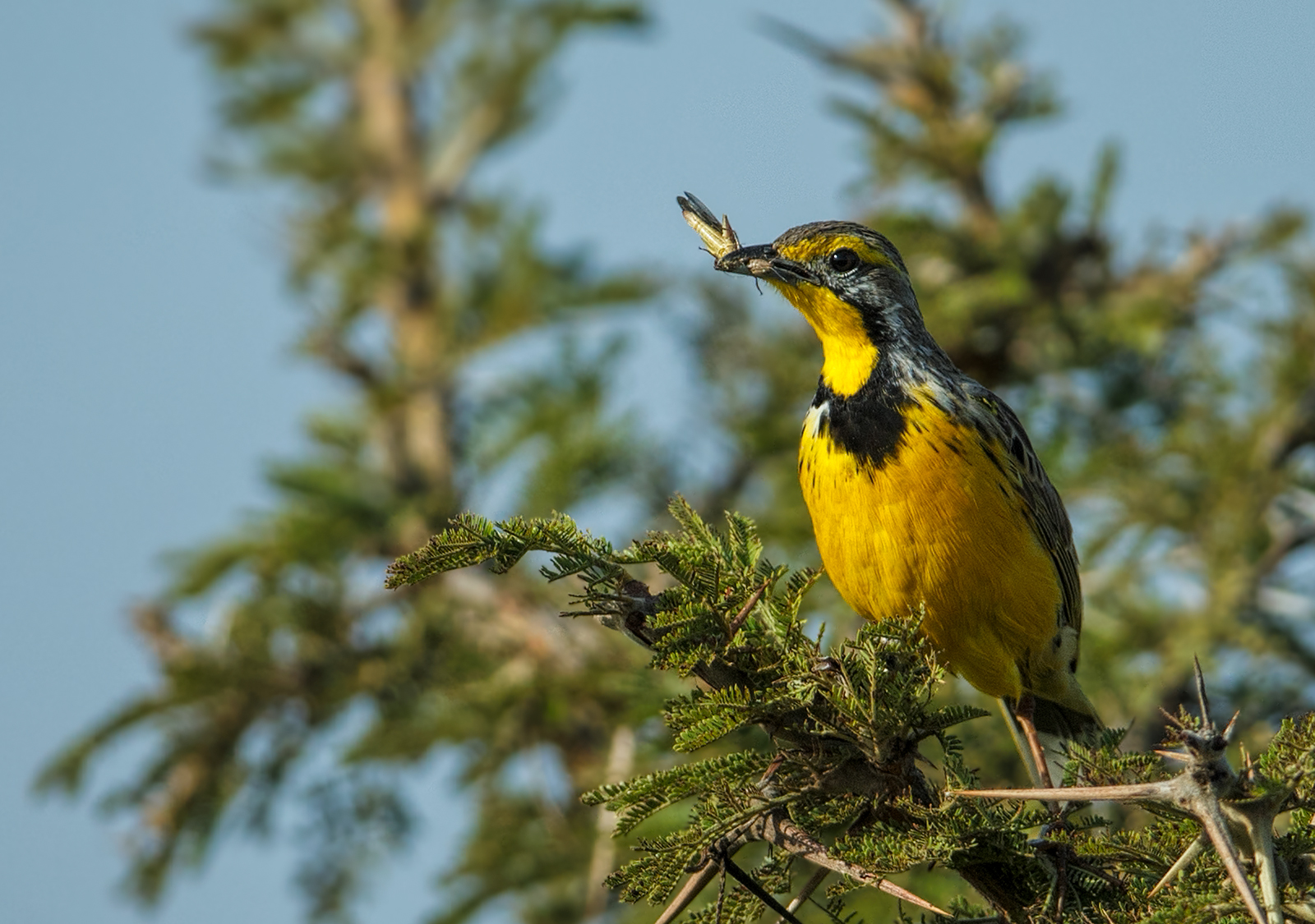 Yellow Throated Longlaw
