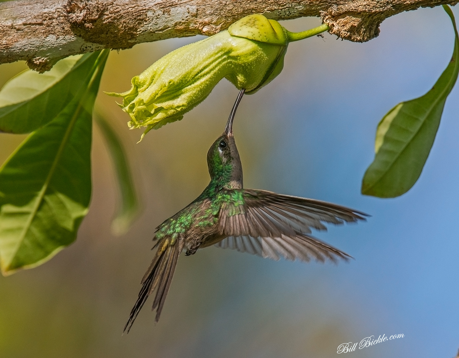 Cuban Emerald and ANT