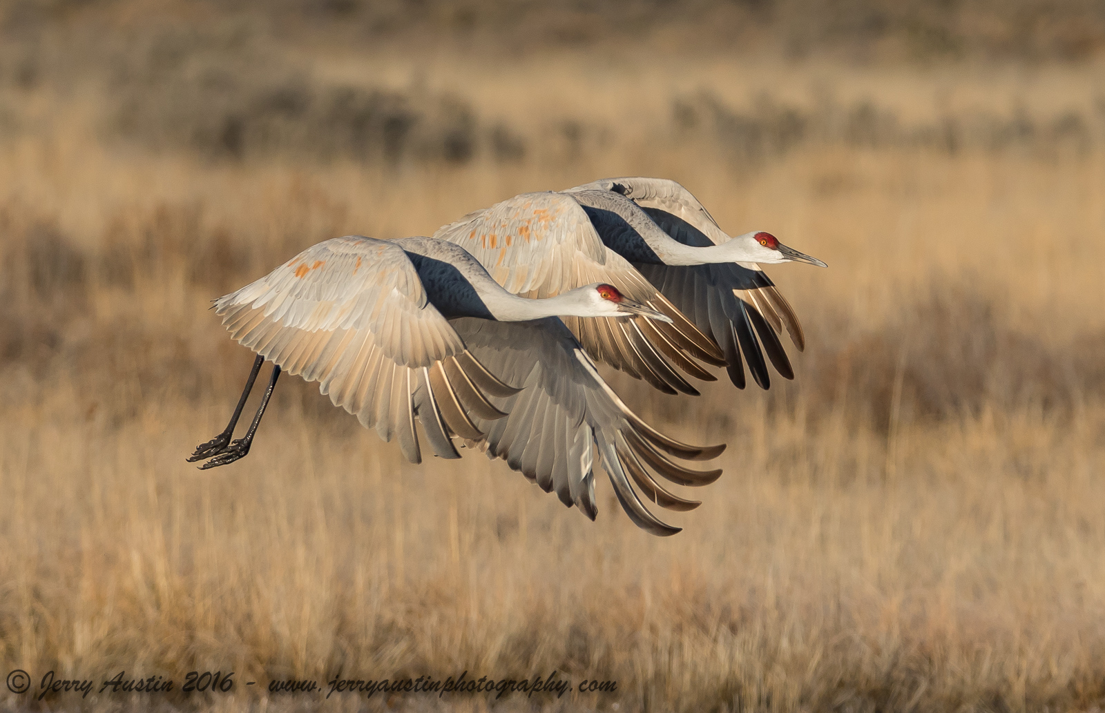 Bosque Sandhill Crane