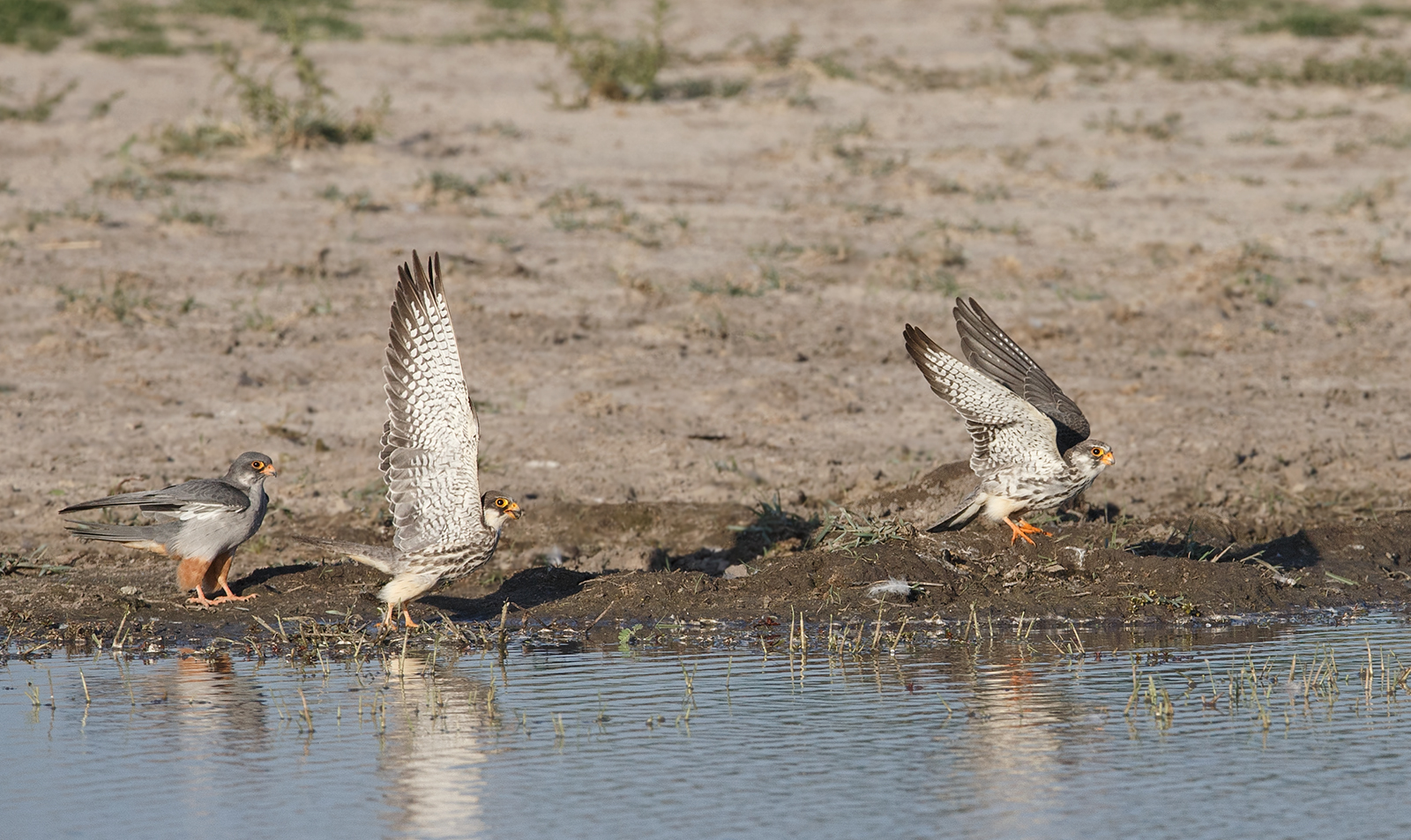Aumur Falcon