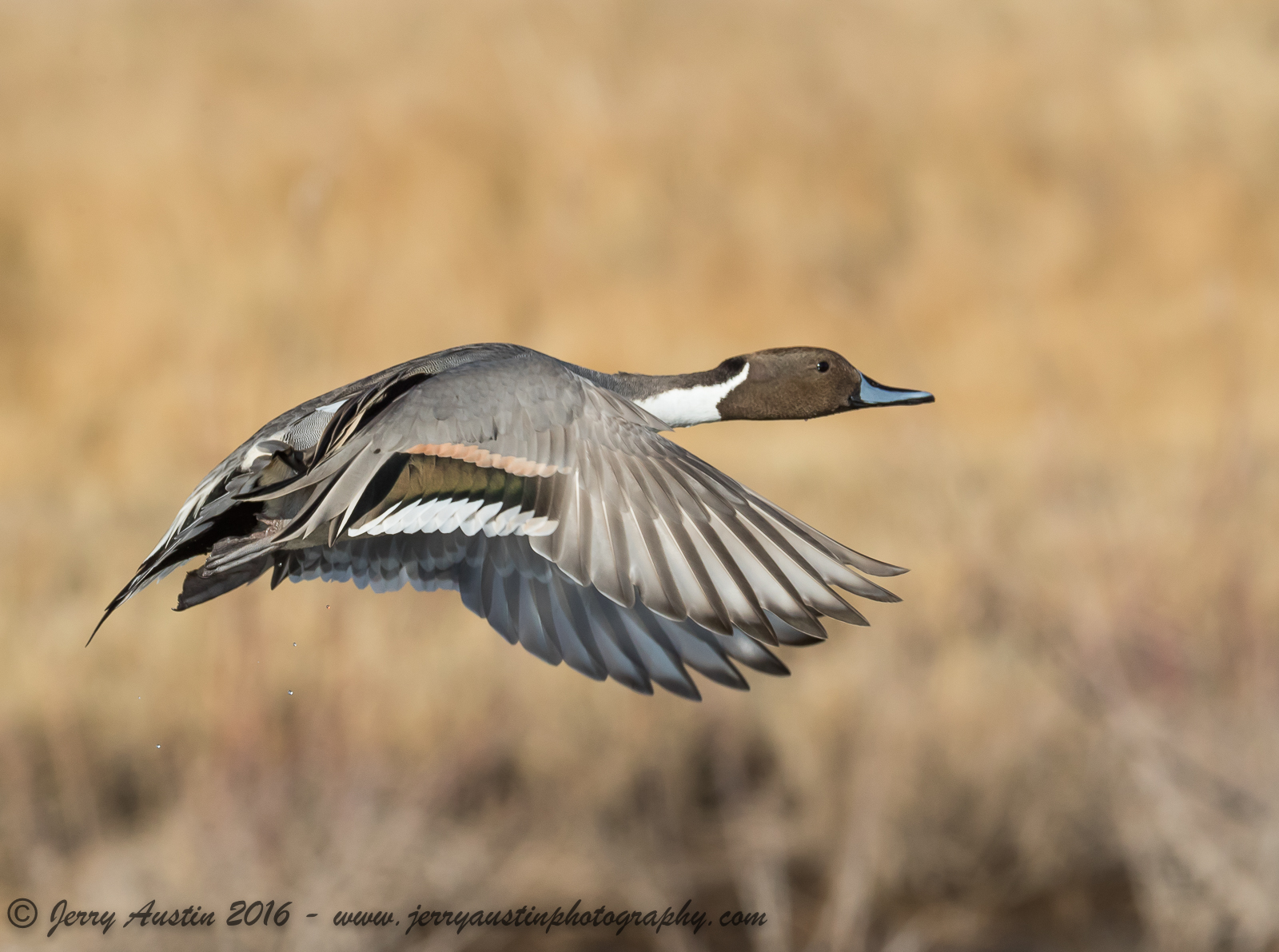 Bosque Pintail