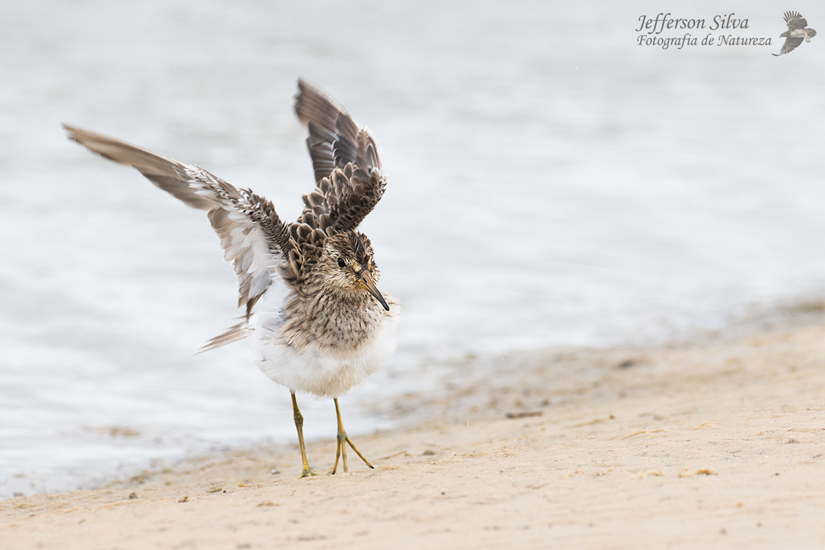 Pectoral Sandpiper