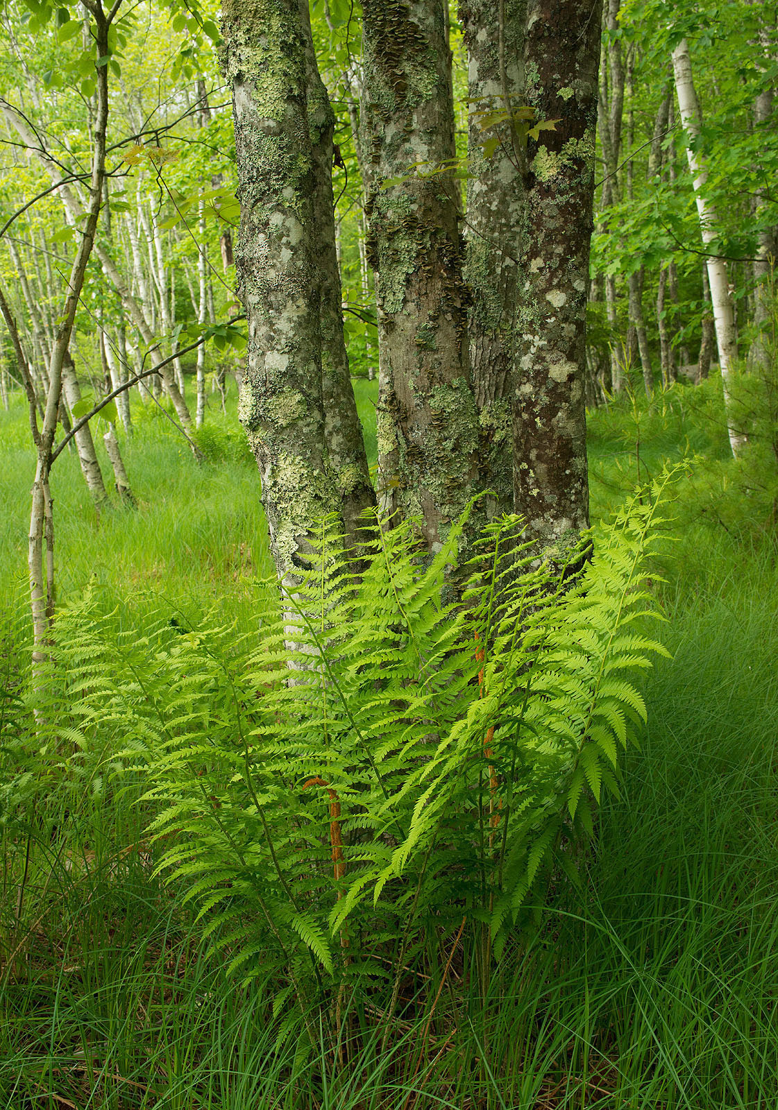 Along The Jessup Path