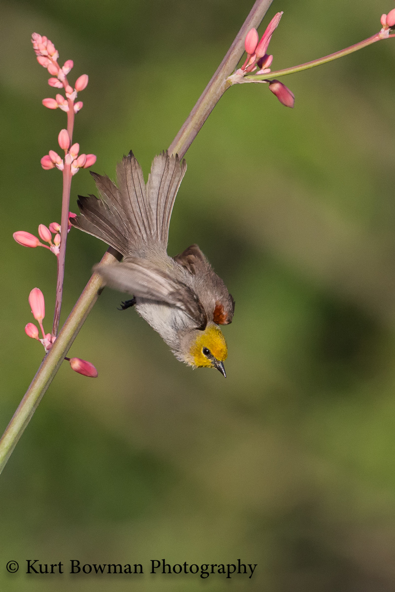 Verdin 