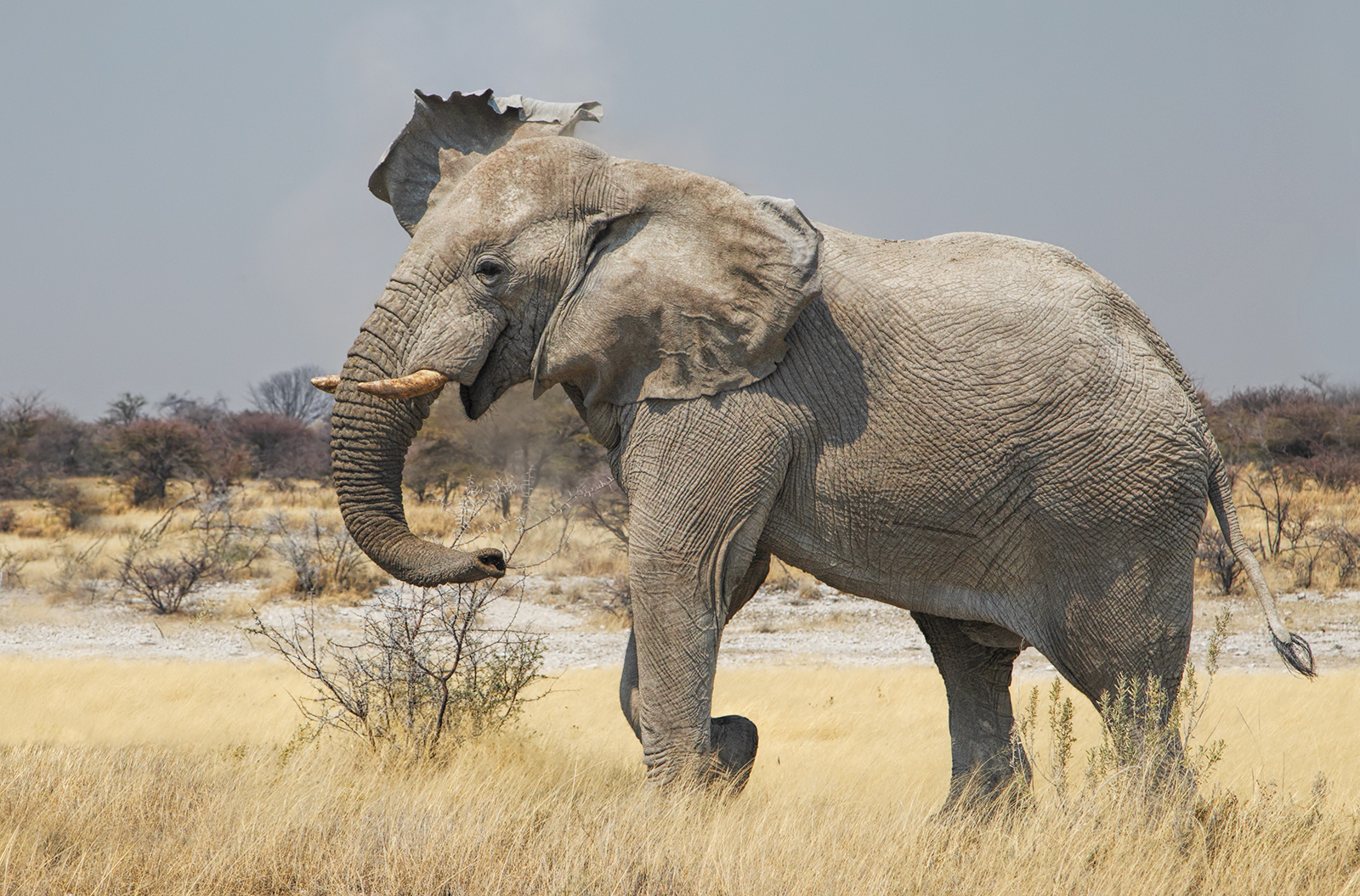 Nearly White Elephant