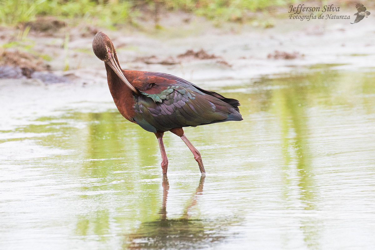white-faced ibis