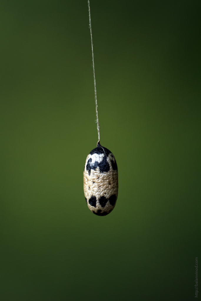 The Pendulum