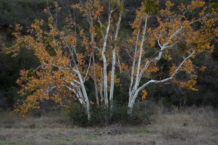 Fall Sycamores 