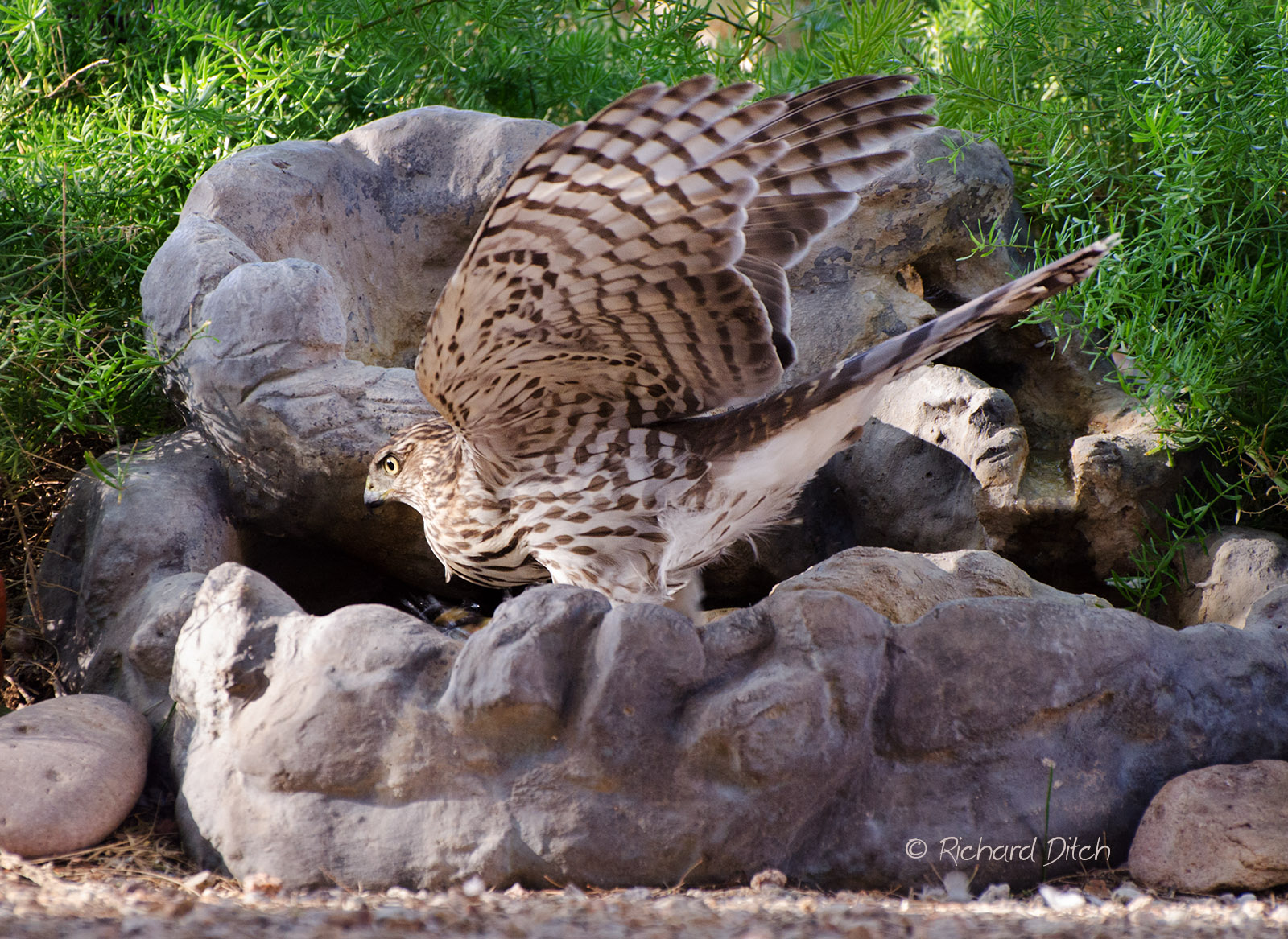 Cooper’s Hawk