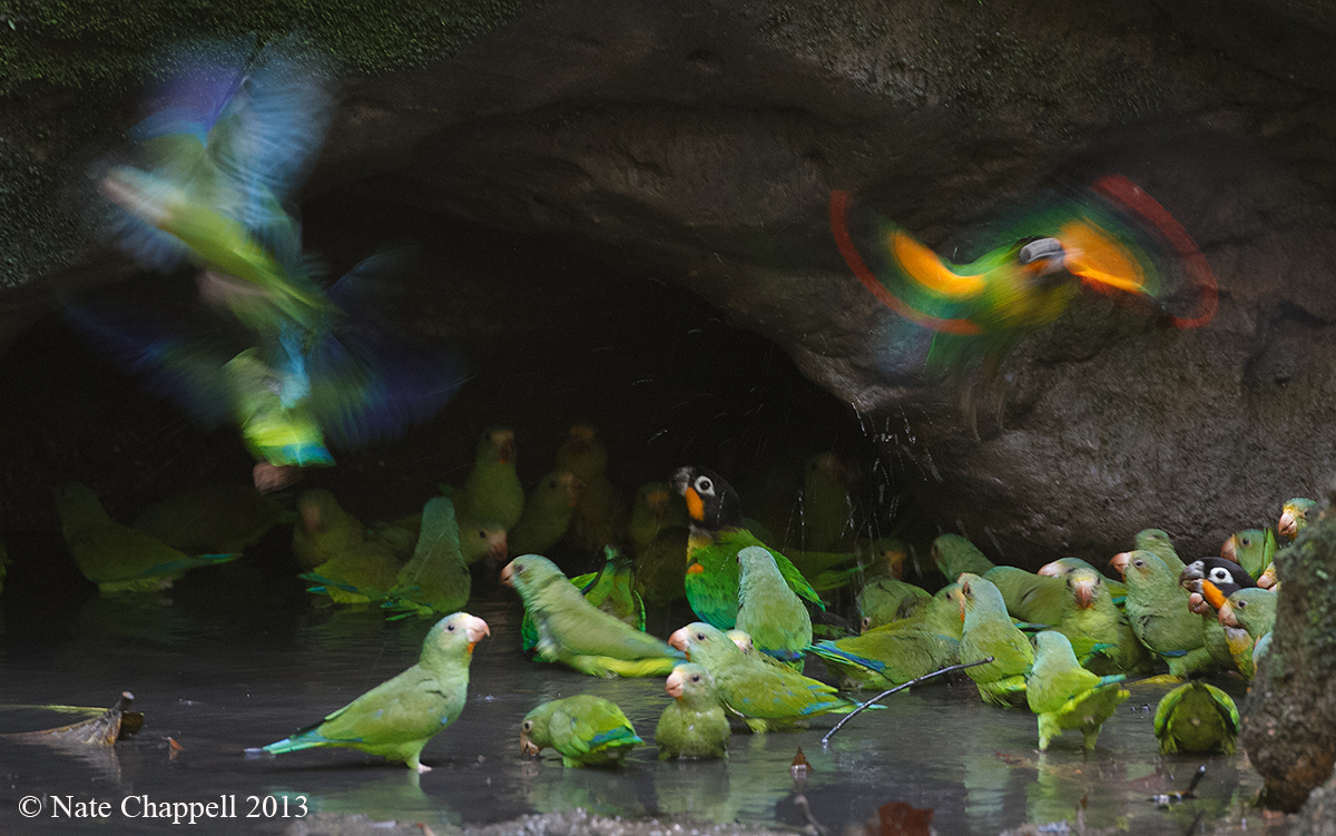 Parrots and Parakeets 