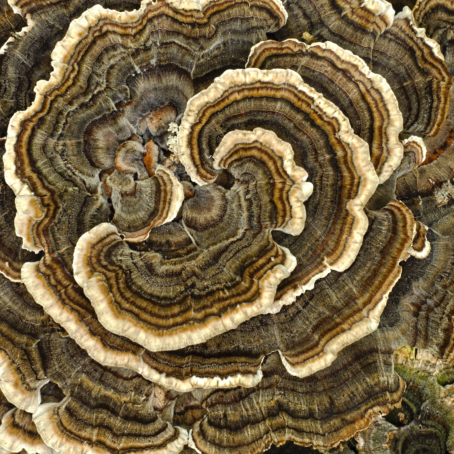 Bracket Fungus WC 767