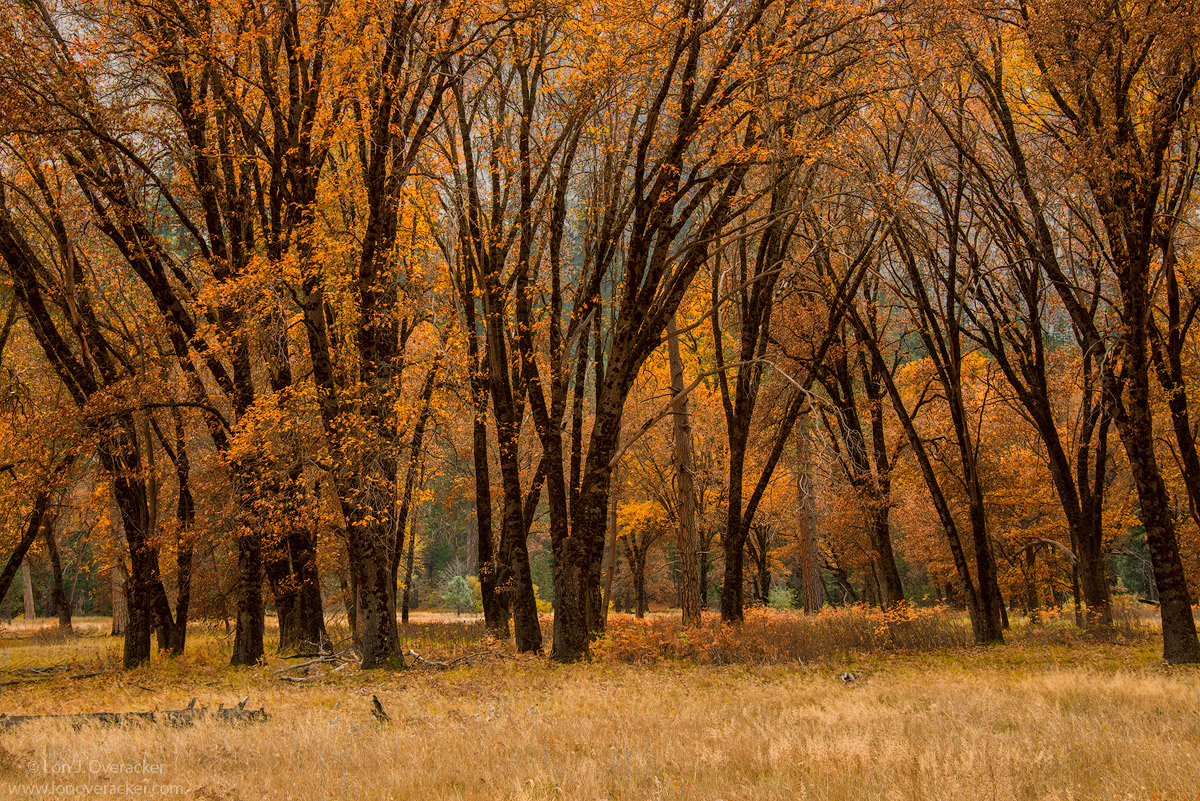 Black Oak Cathedral