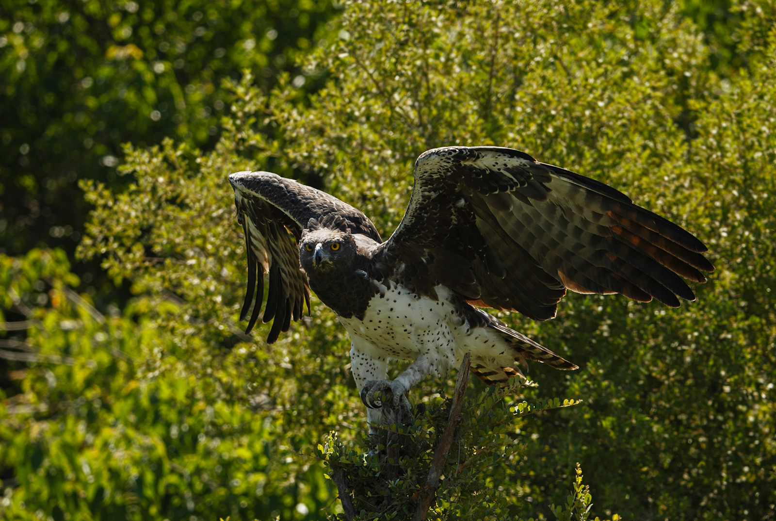 Martial Eagle