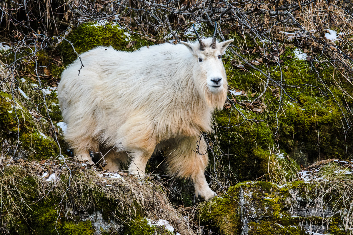 Nanny Goat