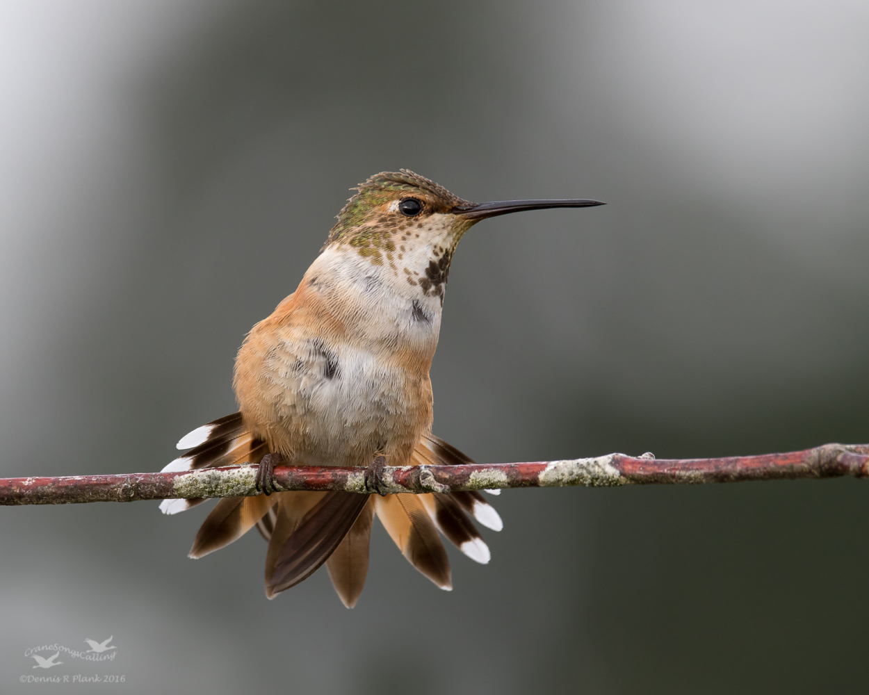 Hummingbird Display