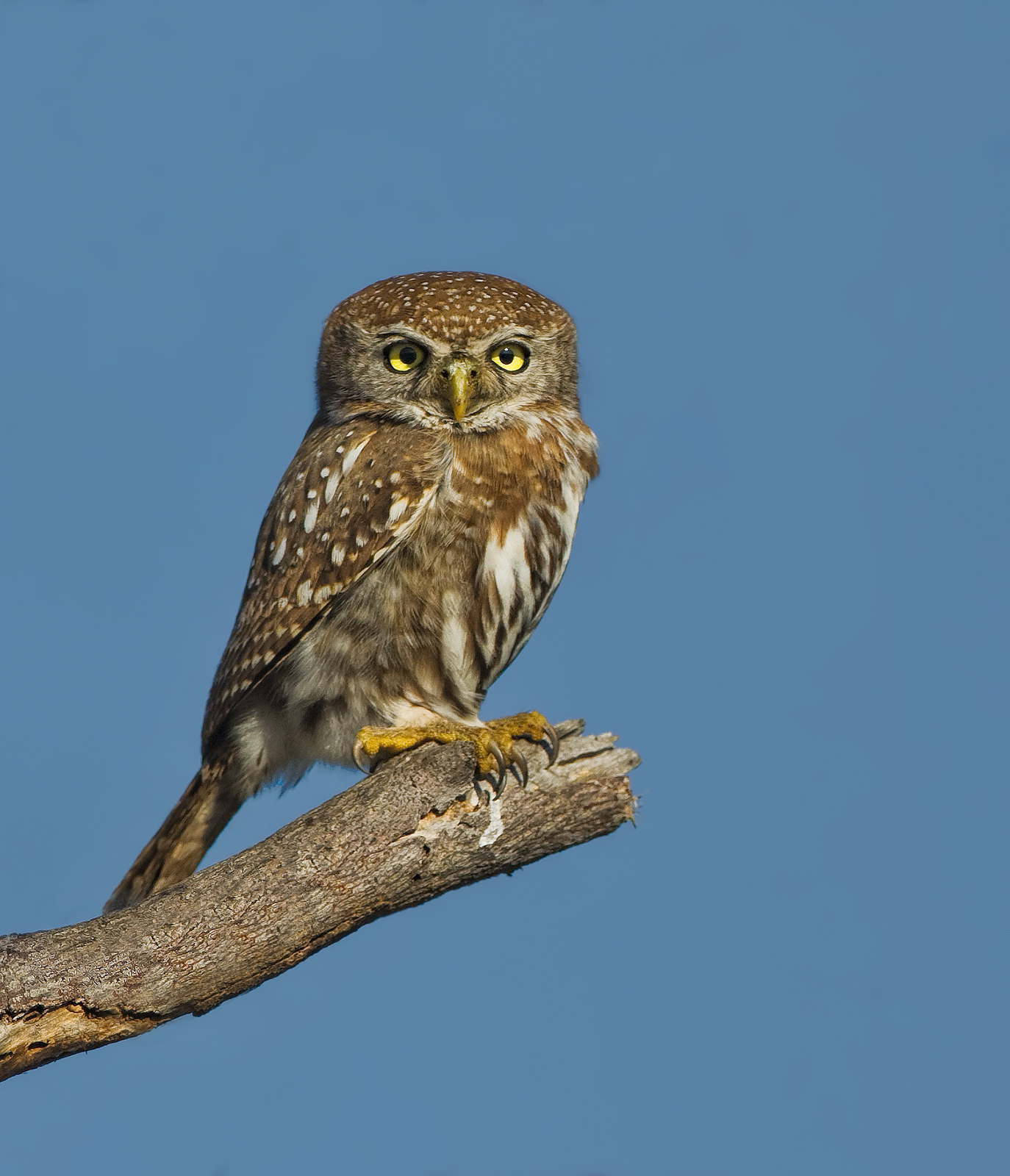 Pearl Spotted Owlet