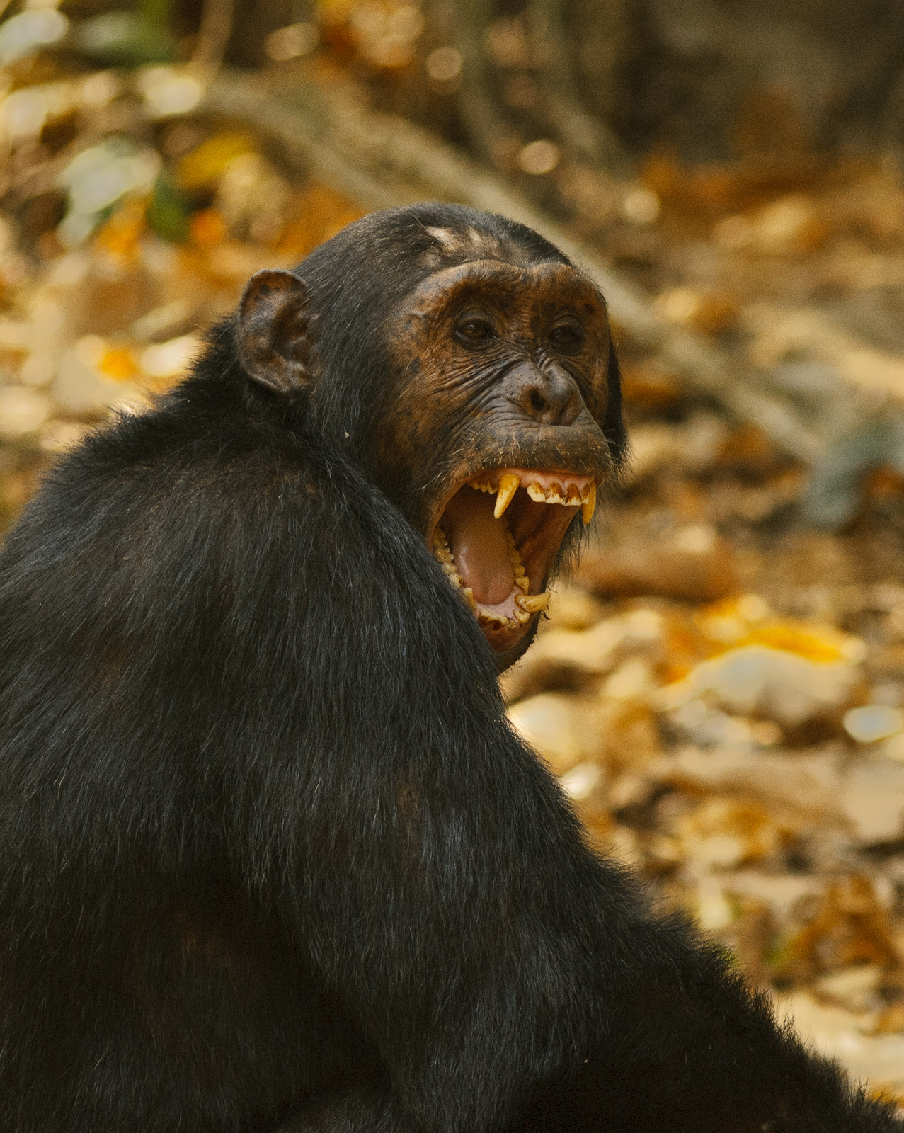 Angry Chimp