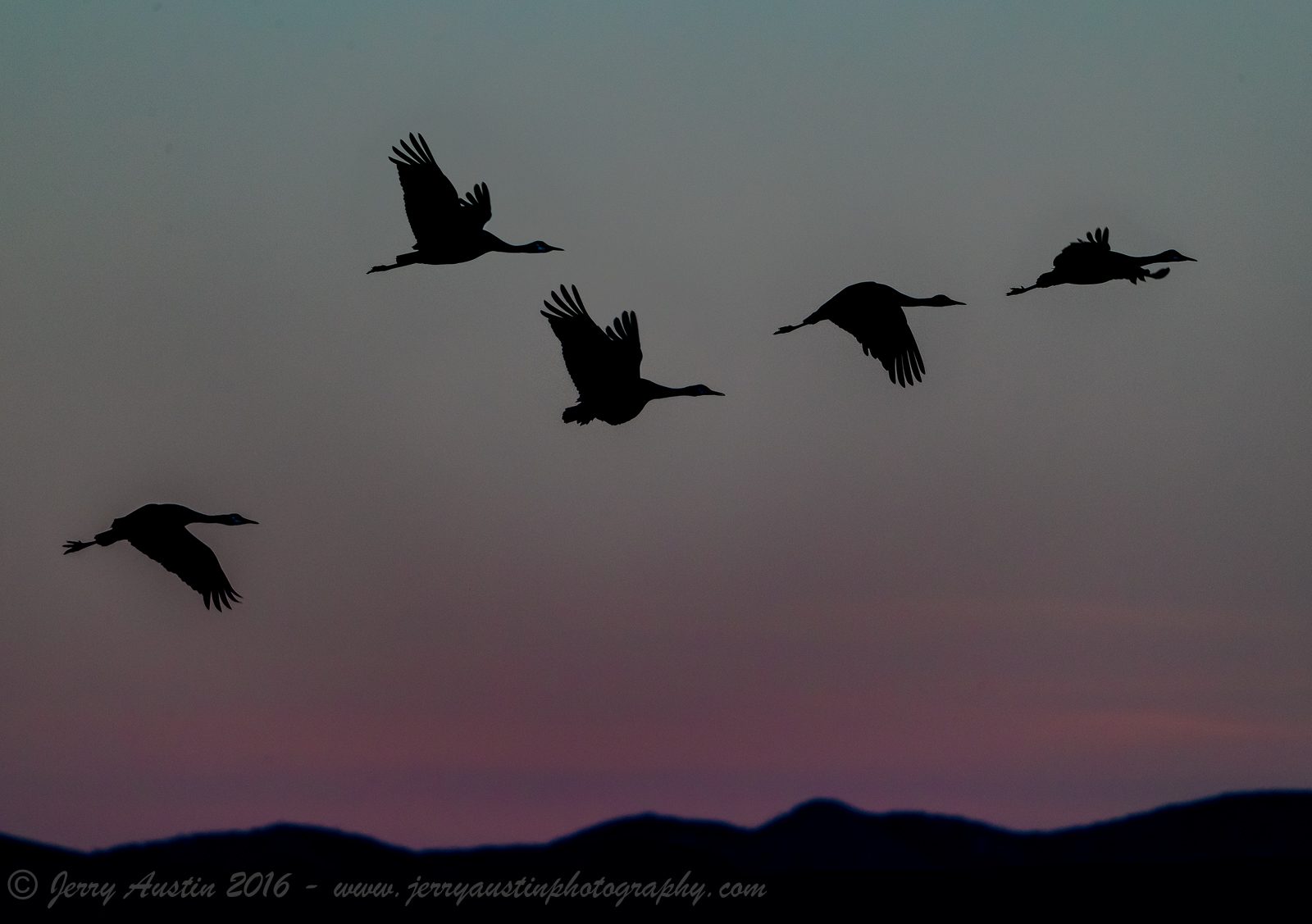 Bosque Sunset