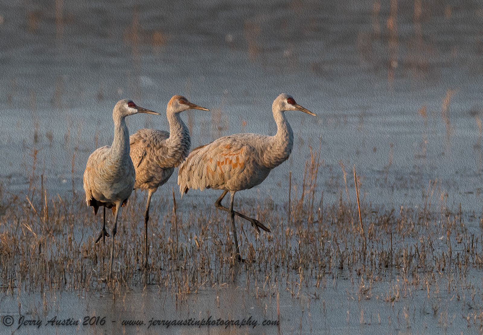 Bosque Sandhills