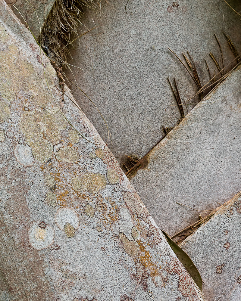 Palm Tree Detail