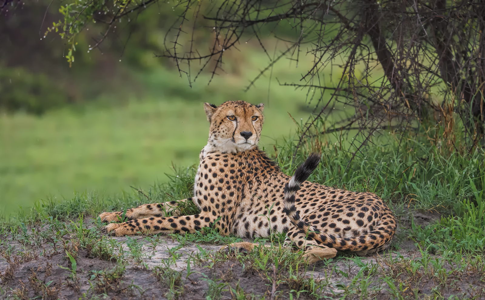 Christmas Eve Cheetah