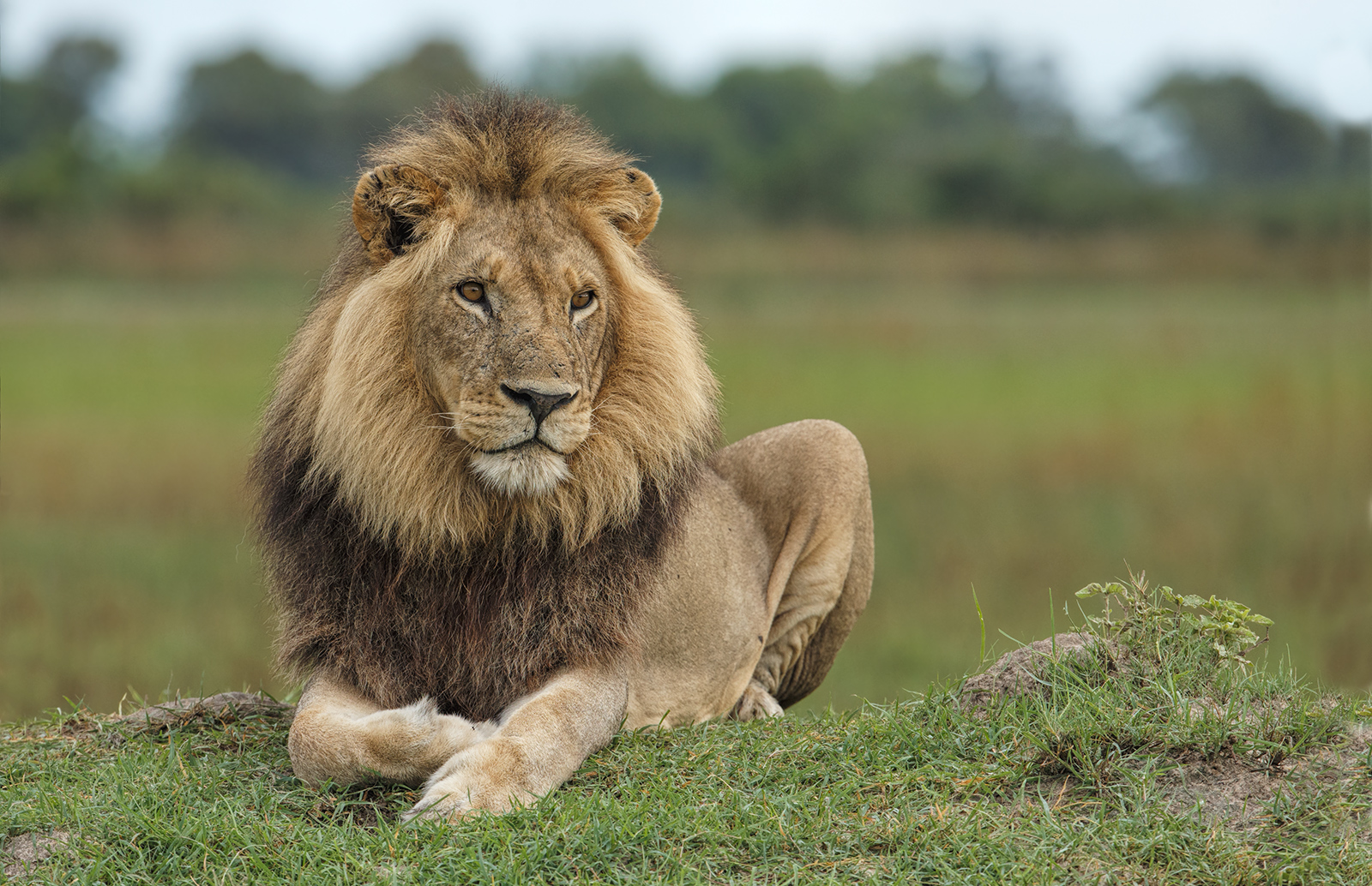 Christmas Day Lion