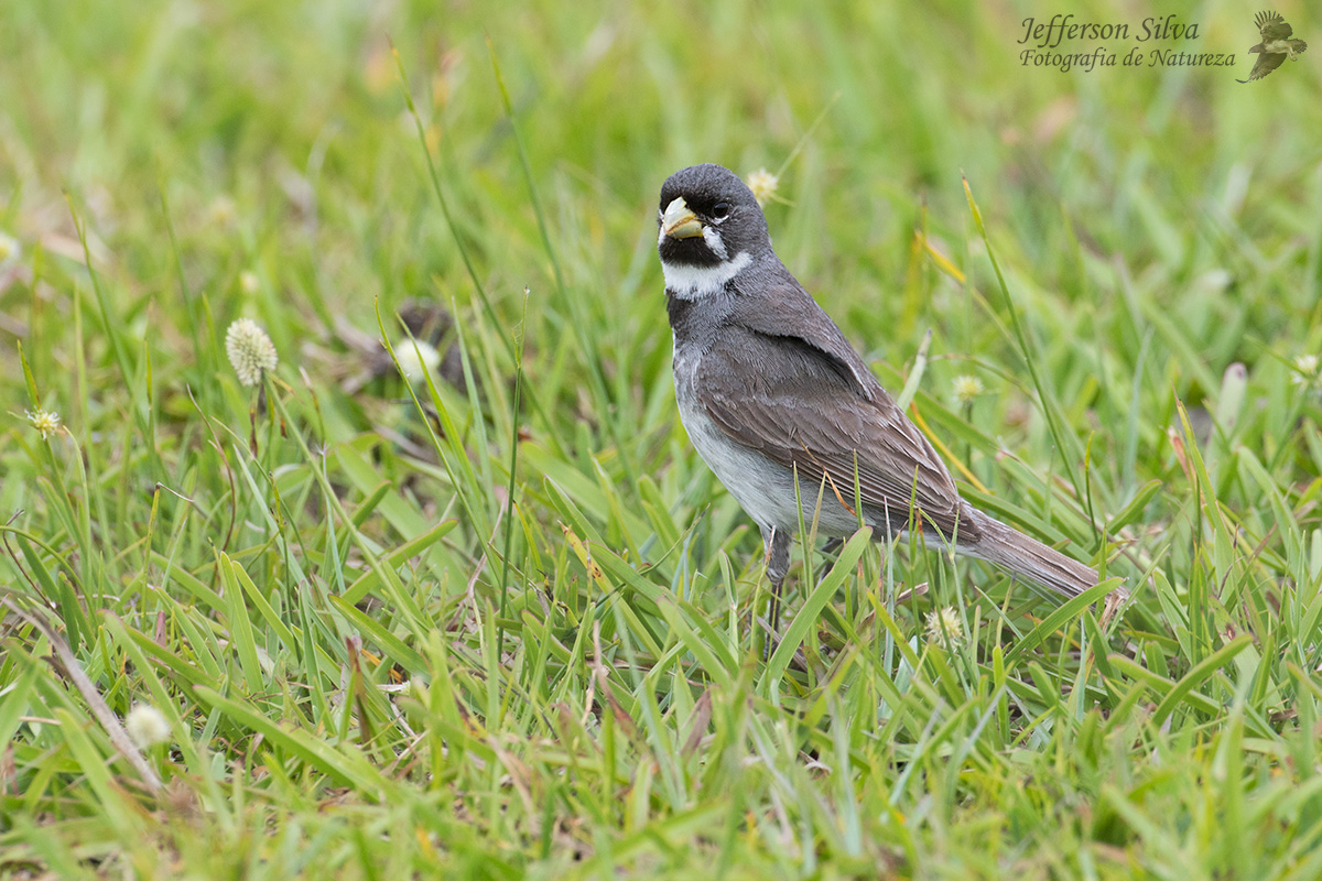 Double-collared Seedeate