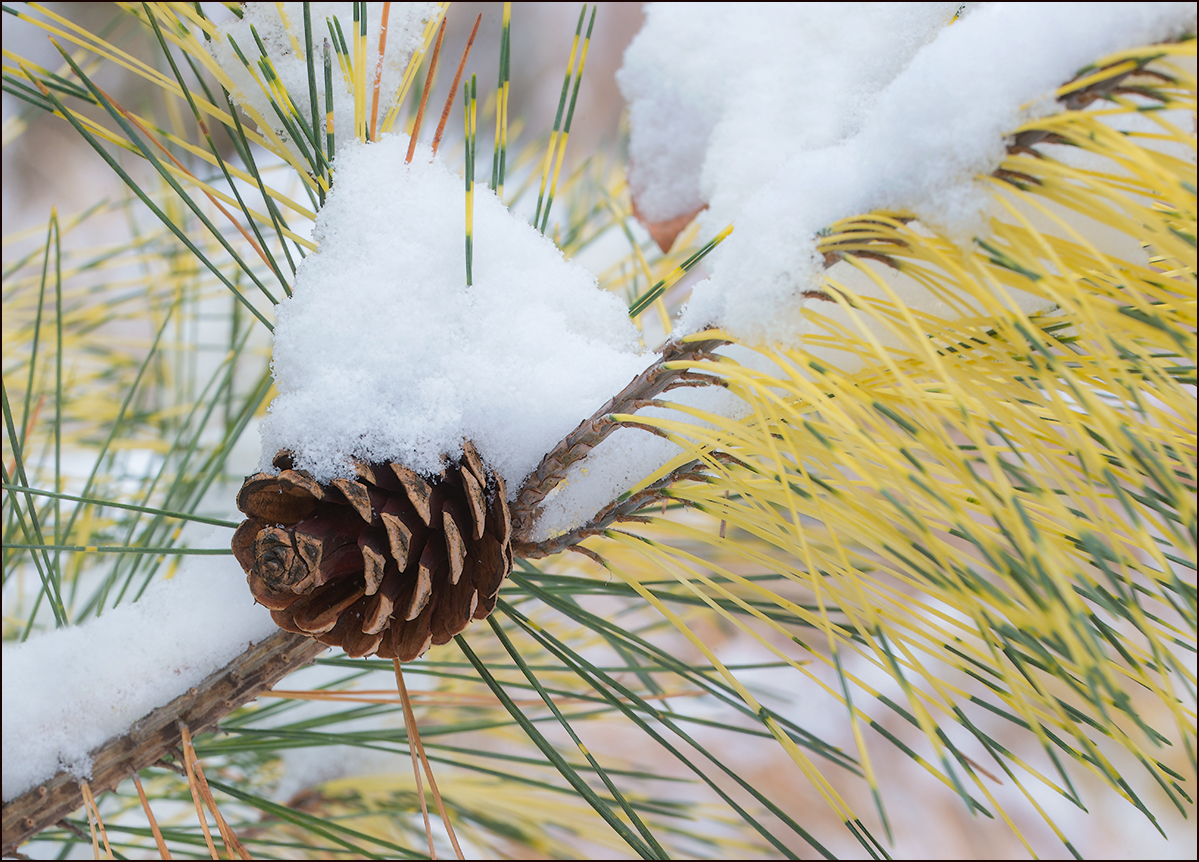 Snow Cone