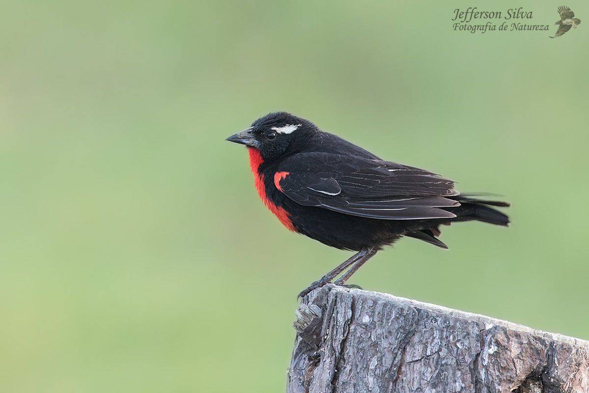White-browed Blackbird