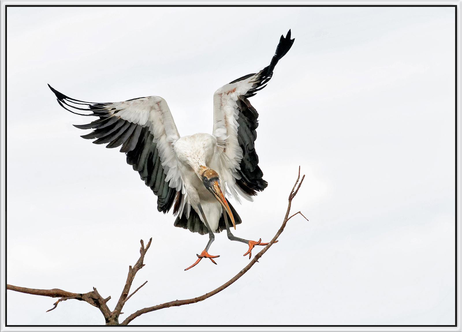 WC:  Incoming Wood Stork