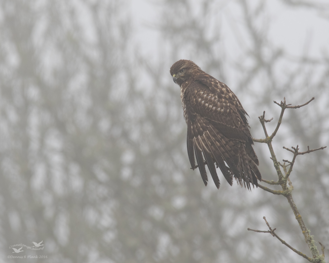 Foggy RT Hawk & Repost