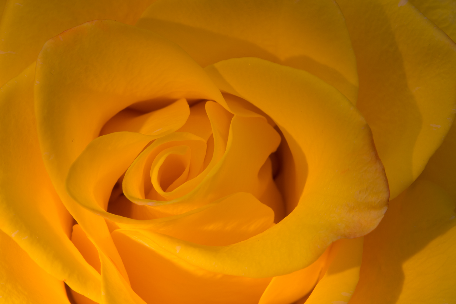 Rose II