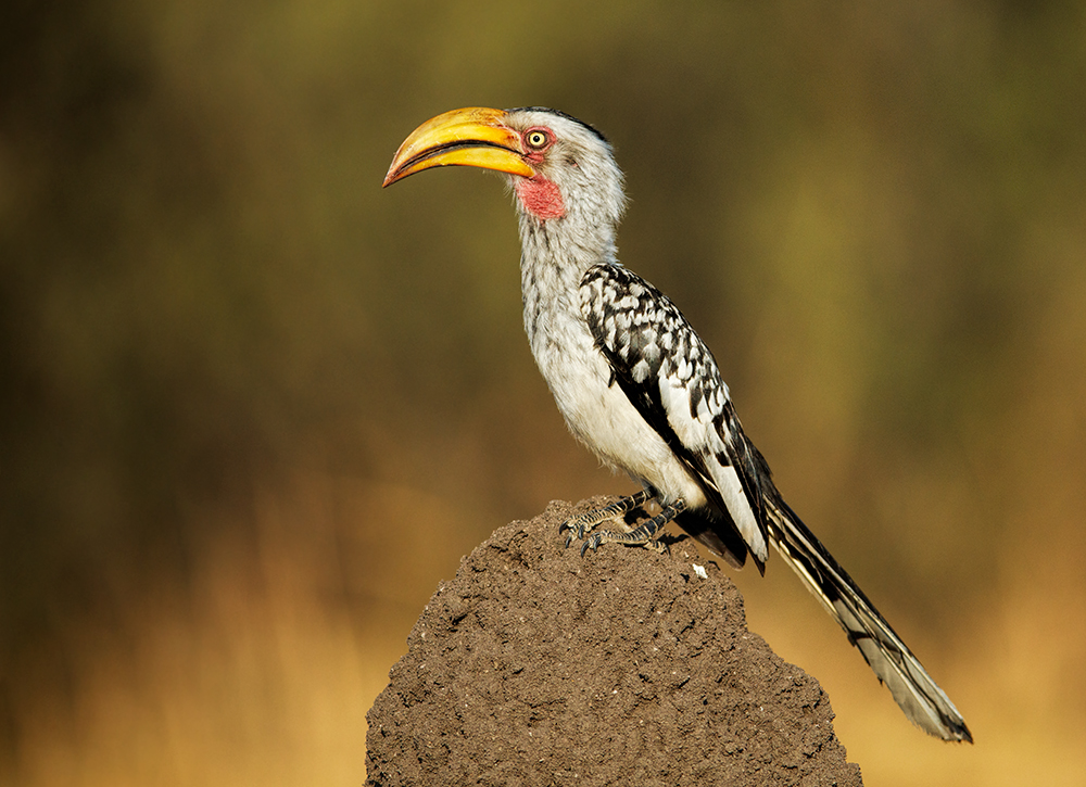 Yellow Billed Hornbill