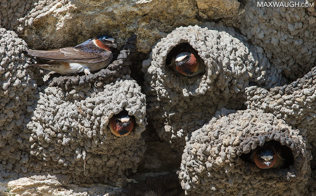 Cliff Swallow Condos